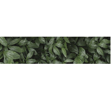 Фартук для кухни «Ботанический сад»
